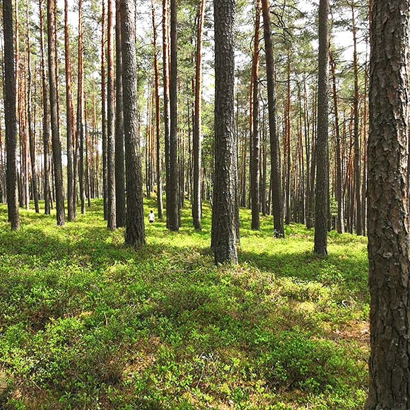Hengstberger Motiv Wald Öko Hengstberger Motiv Wald Öko
