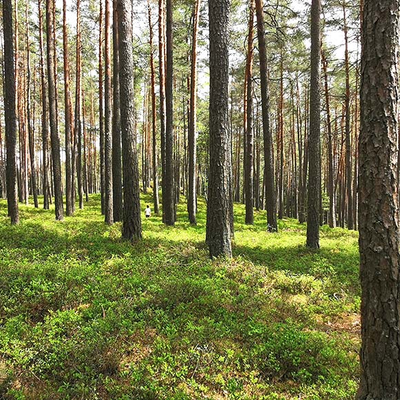 Hengstberger Motiv Wald Öko